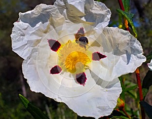 The rockrose Cistus Ladanifer is a flowering plant from the family of the Cistaceae.