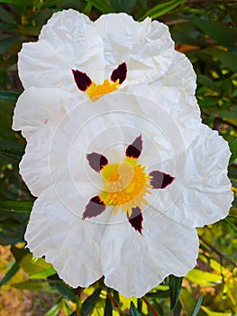 The rockrose Cistus Ladanifer is a flowering plant from the family of the Cistaceae.
