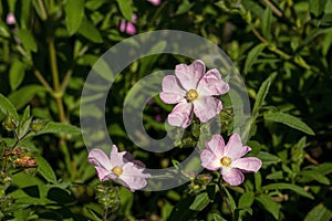 Rockrose (cistus x lenis) \'Grayswood Pink\', is a low growing bushy plant with small mid-pink blooms
