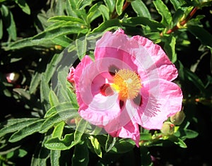 Rockrose cistus pink flower