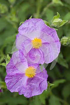 Rockrose flowers of Cistus