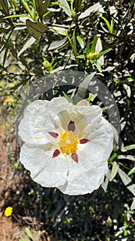 Rockrose flowers in Spain. White wild flowers