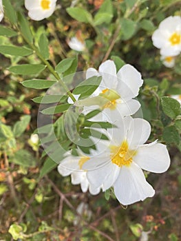 Rockrose flowers in Spain. White wild flowers