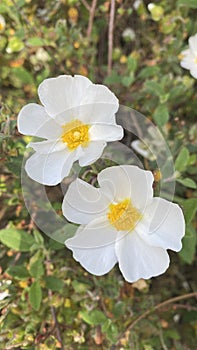 Rockrose flowers in Spain. White wild flowers