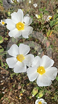 Rockrose flowers in Spain. White wild flowers