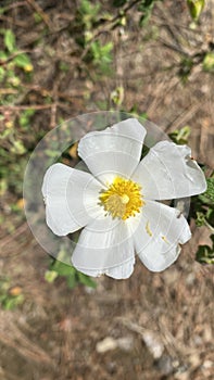 Rockrose flowers in Spain. White wild flowers