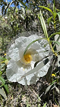 Rockrose flowers in Spain. White wild flowers