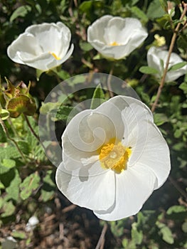 Rockrose flowers in Spain. White wild flowers