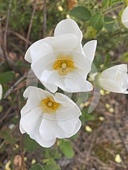 Rockrose flowers in Spain. White wild flowers