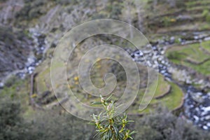 Rockrose and Meander in Las Hurdes, Extremadura