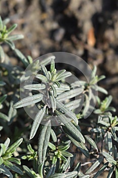 Rockrose Red Orient