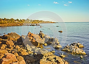 Rocks ans Seagulls in the Coast of Piriapolis photo