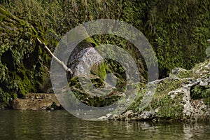 Rocks and aquatic vegetation