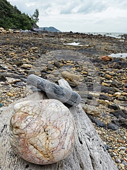 Rocks arrangement on dead trunk at rocky beach in Kuala Sedili Besar, Johor, Malaysia.