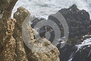 Rocks, birds and beach shore in ViÃƒÂ±a del Mar, Chile