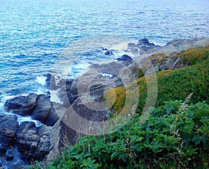 Rocks and bushes by the wavy sea