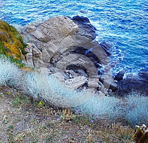 Rocks and bushes by the wavy sea