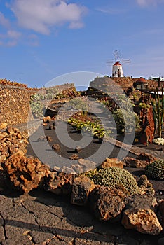 Rocce pianta sul giardino scorso esegue 