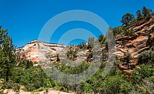 Rocks of a canyon and a forest in Zion National Park, Utah, USA