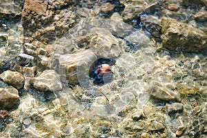 Rocks and a colorful shell underwater shot from above with a dreamy effect of rippling water and waves