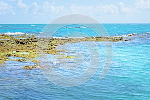 Rocks and corals in the sea of Joao Pessoa PB, Brazil