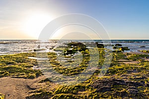 Rocks covered with green plants on the beach of Palmachim,