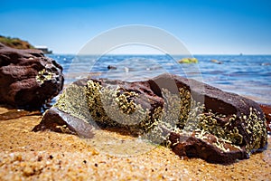 Rocks covered in marine vegetation in shallow water.