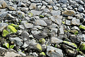 Rocks covered in seaweed and algae on a Cornish beach.