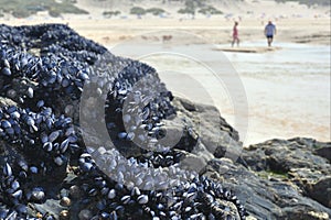 Rocks covered by shells, beach in background