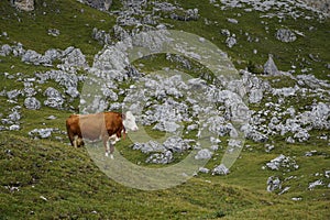 Between the Rocks: Cow in the Dolomite Mountains / Mastle Alp / Puez Geisler Nature Park