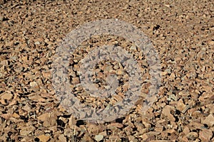 Rocks on a dry field