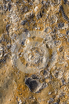 Rocks with embeded fossils in photo