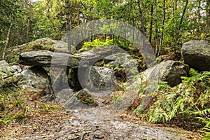 Rocks and Forest