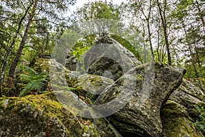 Rocks and Forest