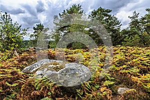 Rocks and Forest