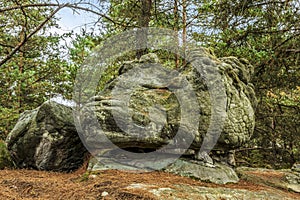 Rocks and Forest