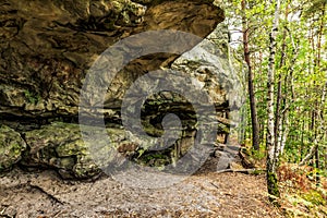 Rocks and Forest