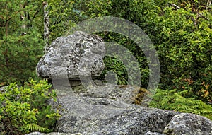 Rocks and Forest