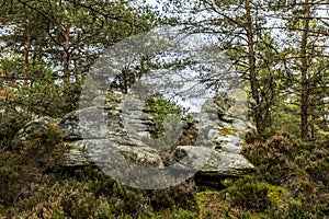 Rocks and Forest