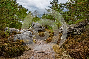 Rocks and Forest