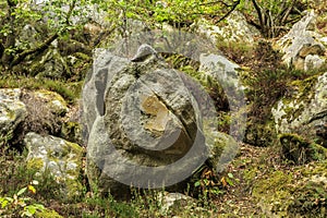 Rocks and Forest