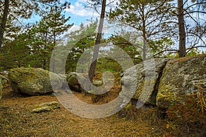 Rocks and Forest