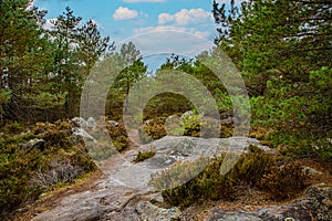 Rocks and Forest