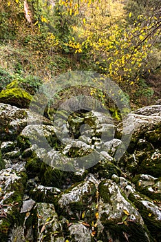 Rocks in a forest