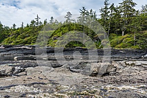 Rocks and forest during low tide in Pacific Ocean