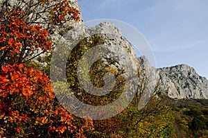 Rocks framed in red leaves