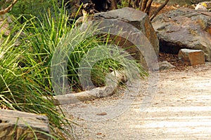 Rocks, grass and pathway