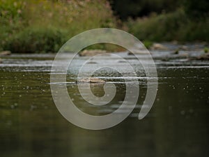 Rocks, grasses and plants in the river