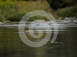 Rocks, grasses and plants in the river