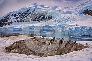 Gentoo penguin Rookery with glaciers and mountains, Antarctica photo